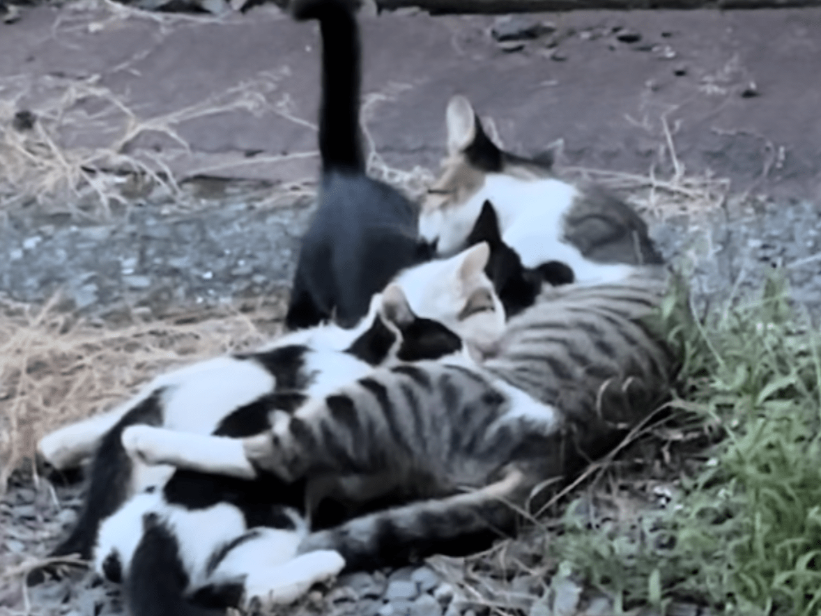 目撃された猫 目撃された猫