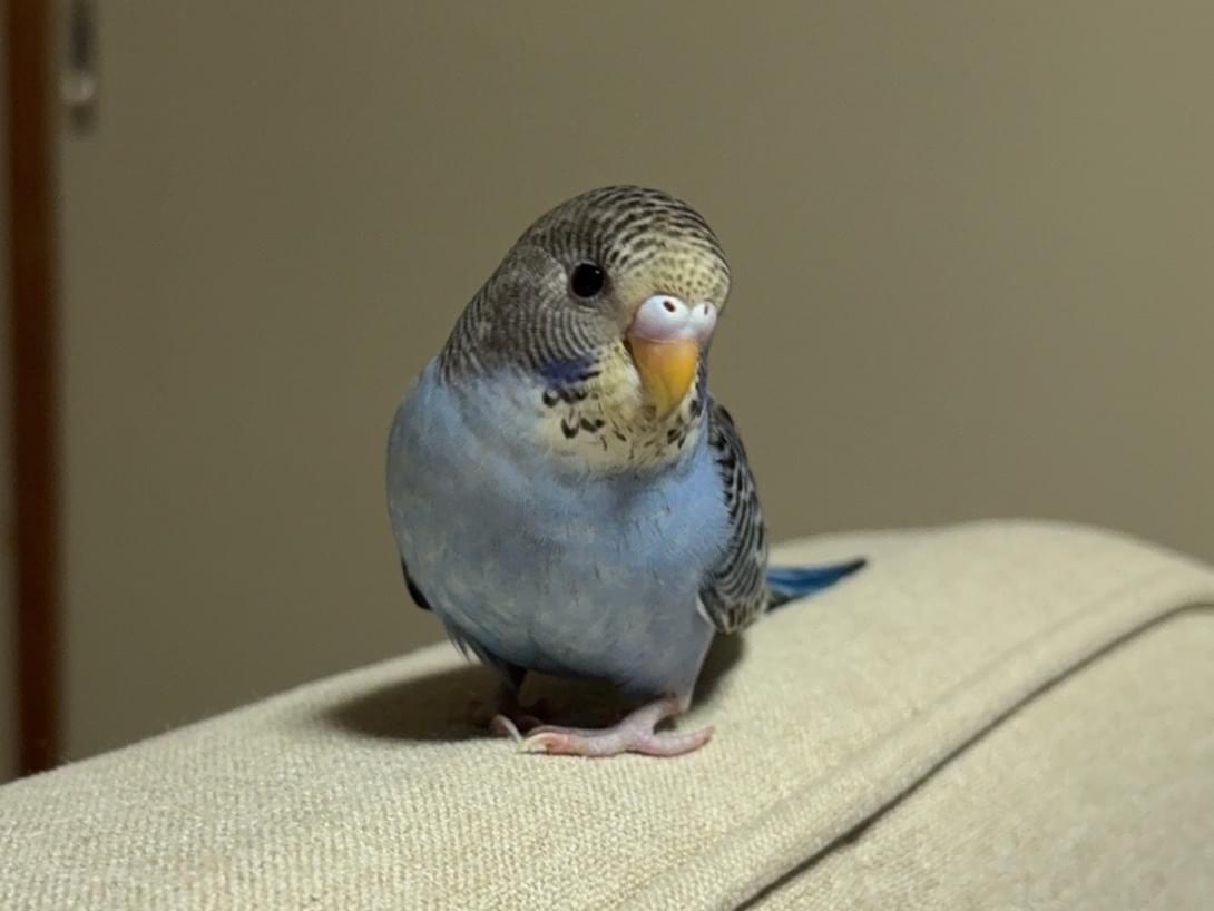 すぅちゃん すぅちゃん