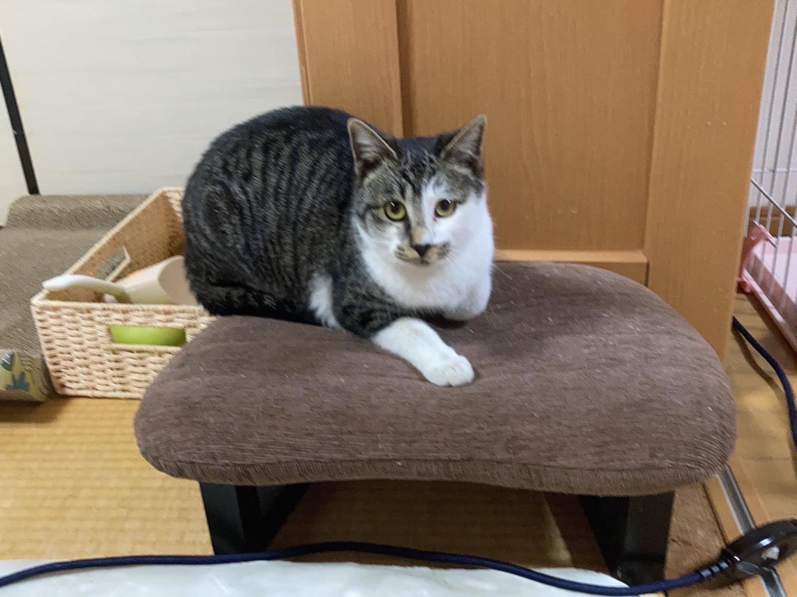 保護された猫 保護された猫