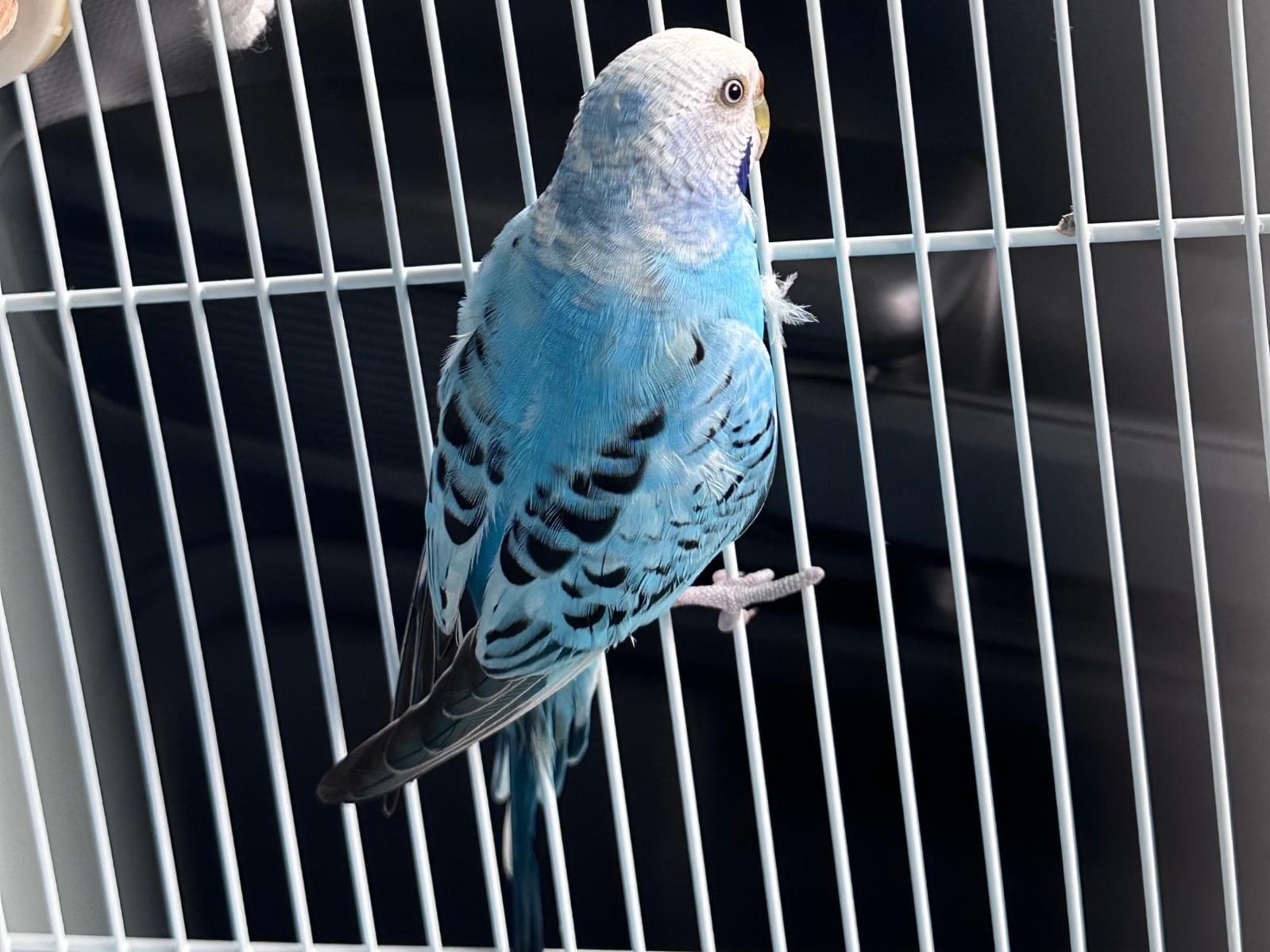 保護された鳥 保護された鳥