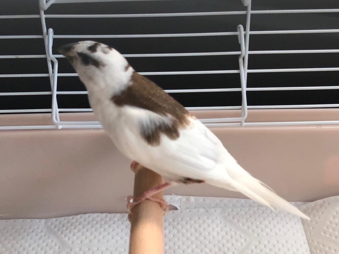 保護された鳥 保護された鳥