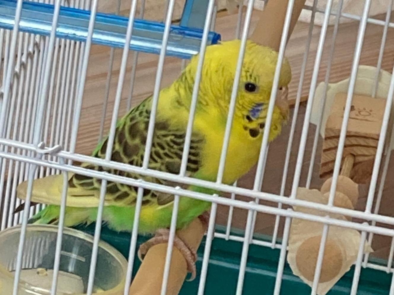 保護された鳥 保護された鳥