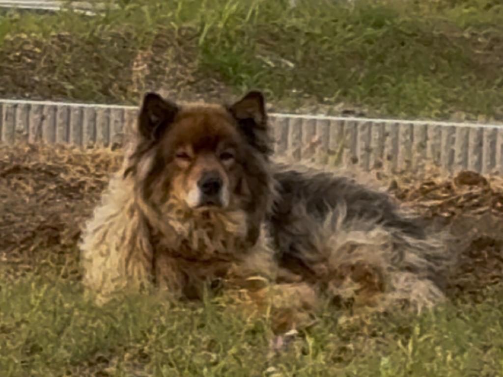 目撃された犬