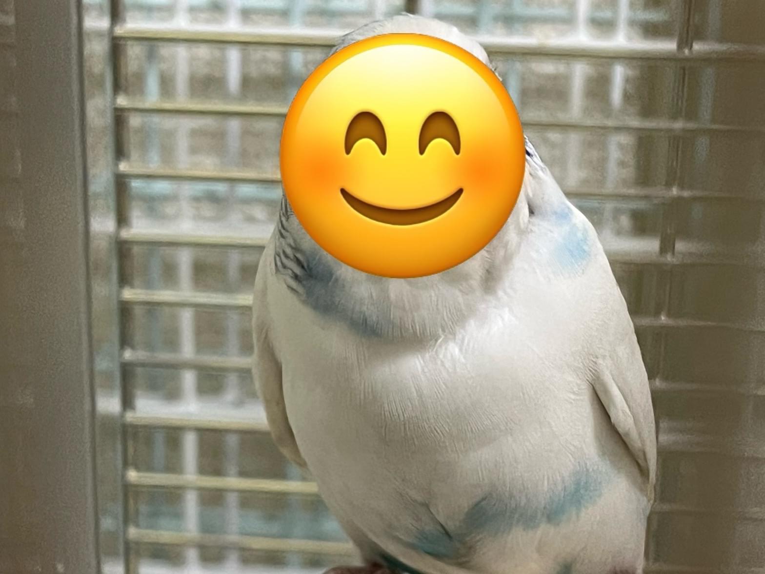 保護された鳥 保護された鳥