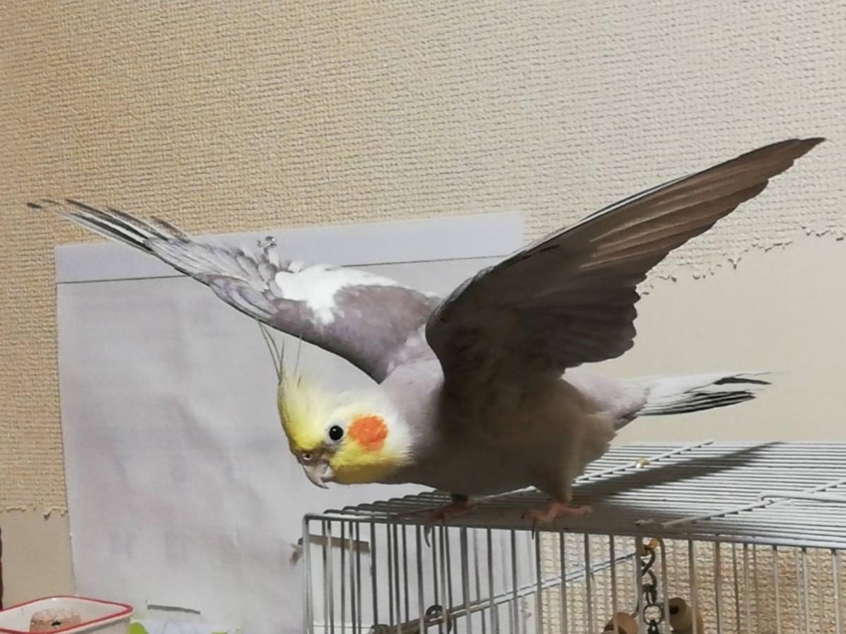 ルルちゃん ルルちゃん