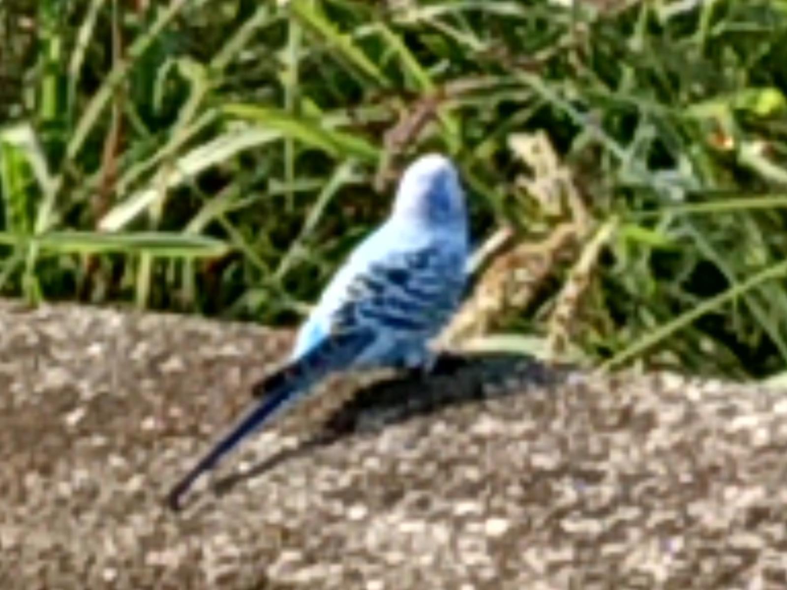 目撃された鳥 目撃された鳥