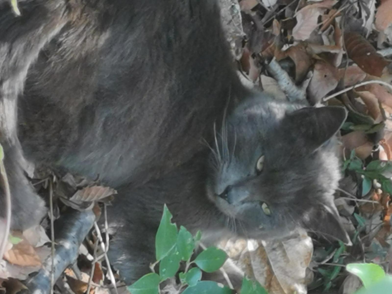 目撃された猫 目撃された猫