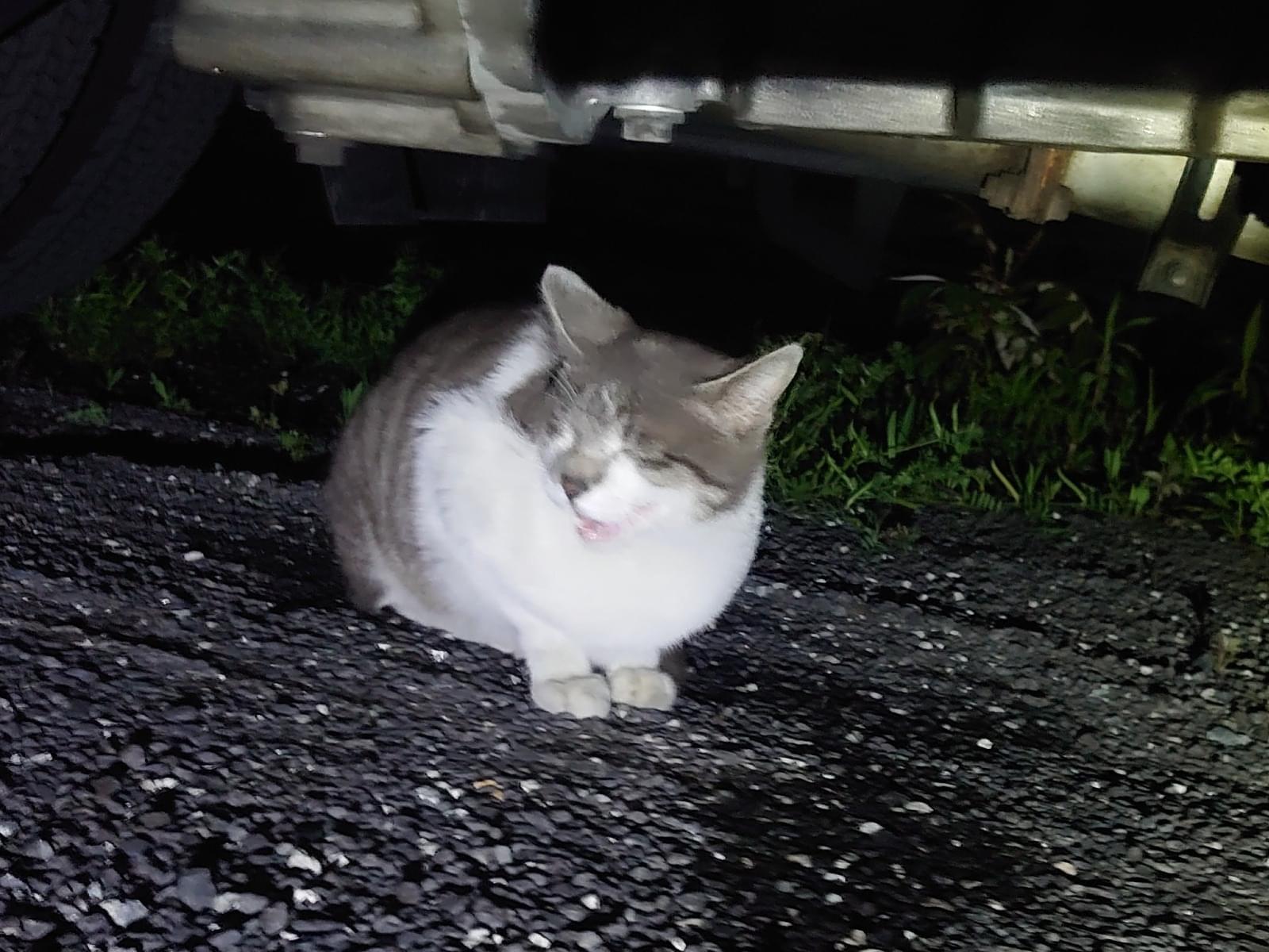 目撃された猫 目撃された猫