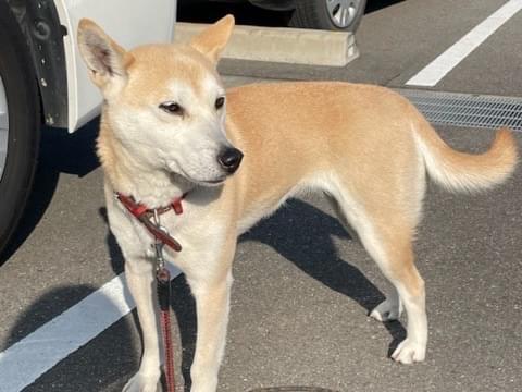 目撃された犬 目撃された犬