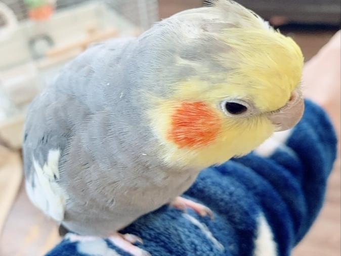 保護された鳥 保護された鳥
