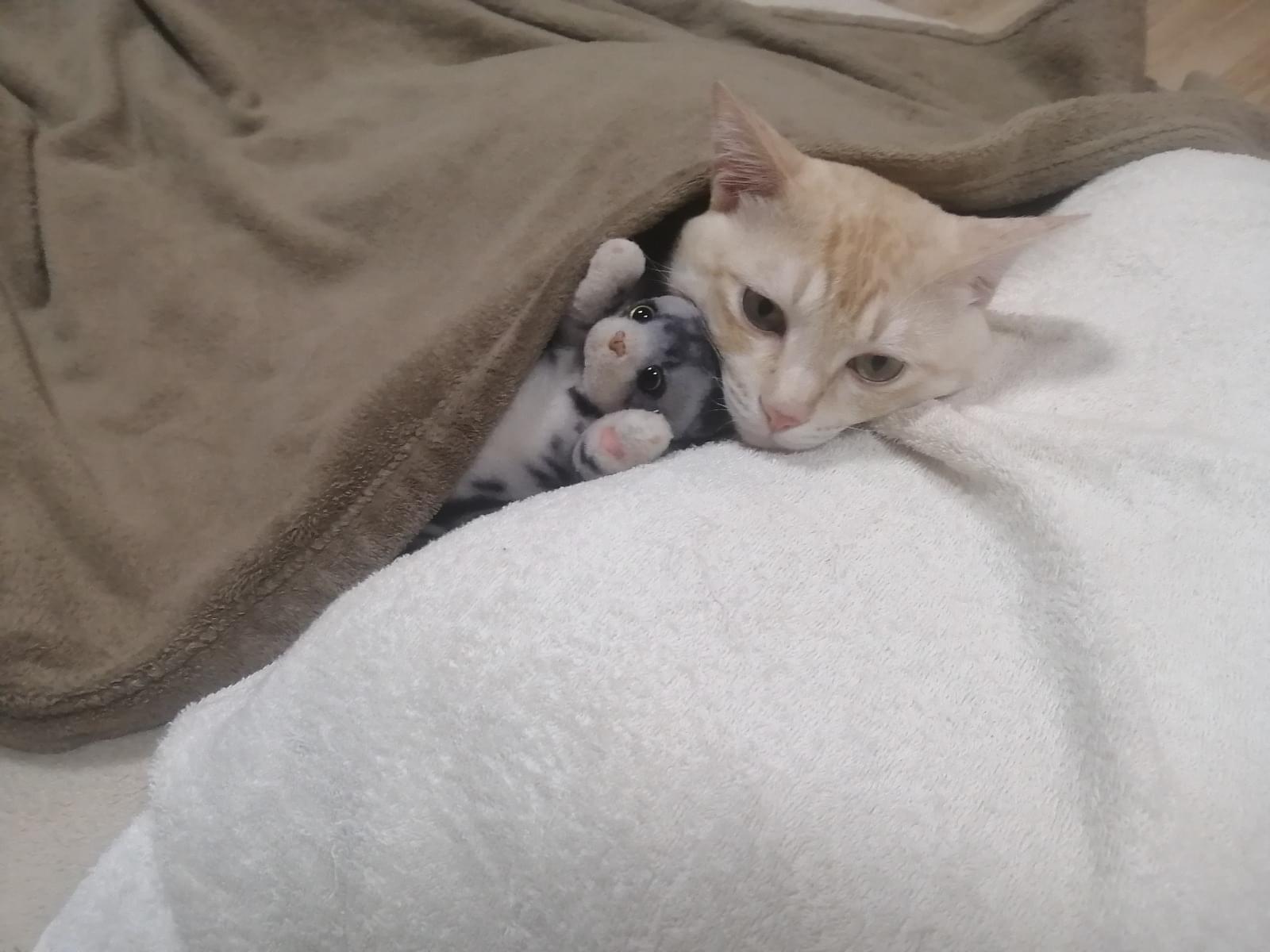 ツヤ丸ちゃん