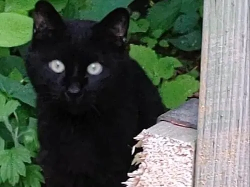 黒猫が目撃されています