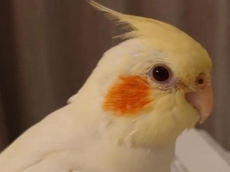レモンちゃん レモンちゃん