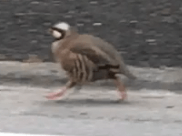 目撃された鳥 目撃された鳥