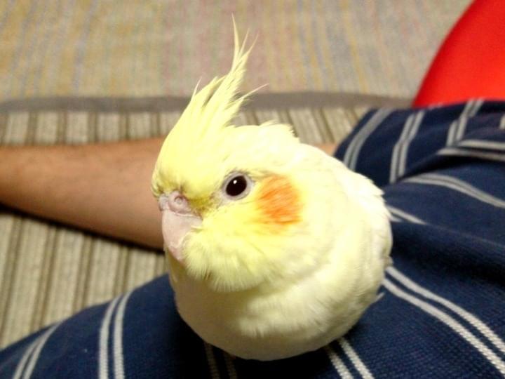 チョコボちゃん チョコボちゃん