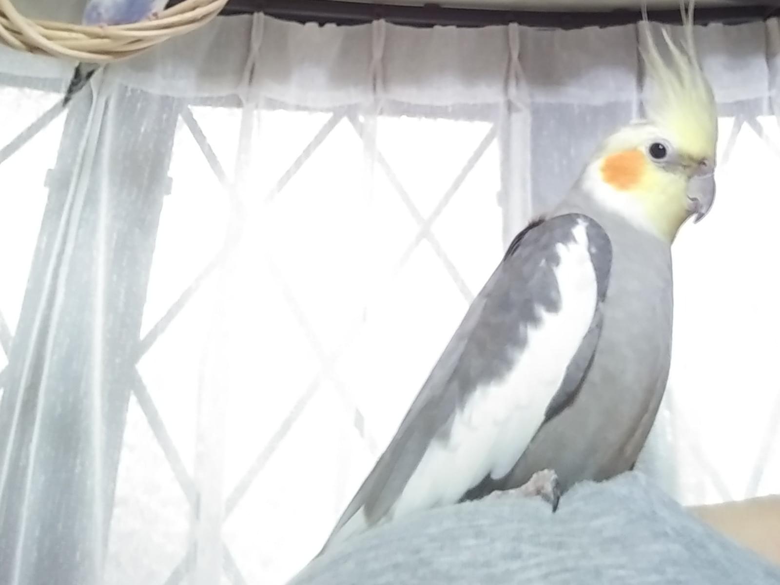 ラウィちゃん ラウィちゃん