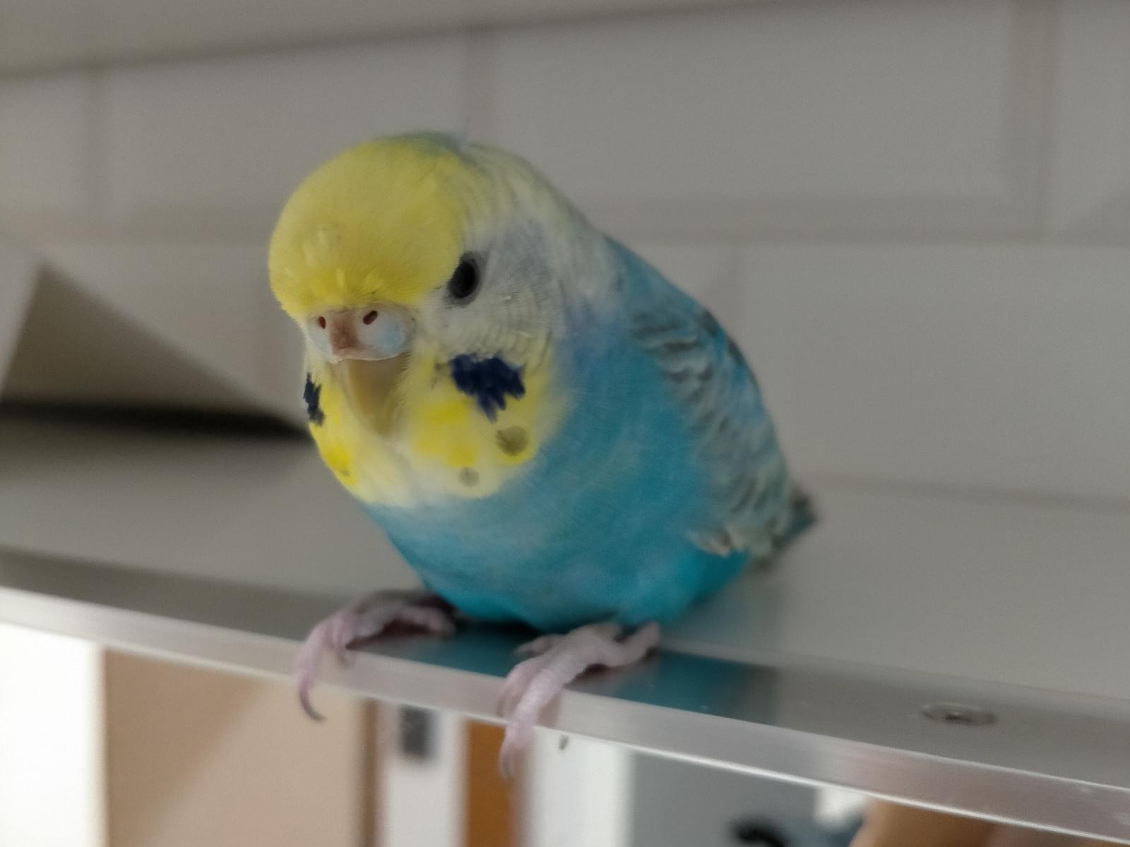 ピッピちゃん ピッピちゃん