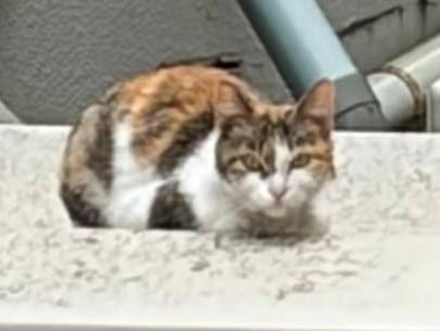 保護された猫