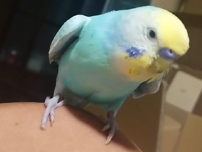 チーちゃん チーちゃん