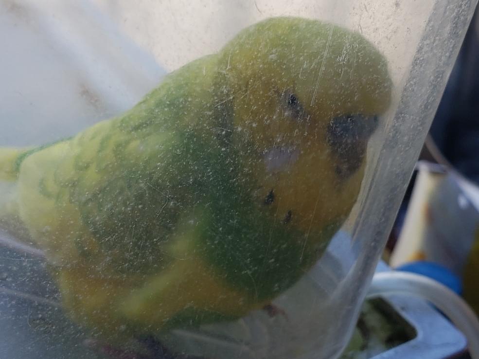 保護された鳥 保護された鳥