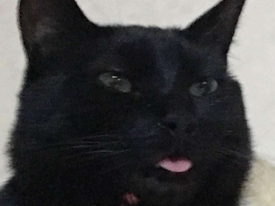黒猫に関する 13 の興味深い事実