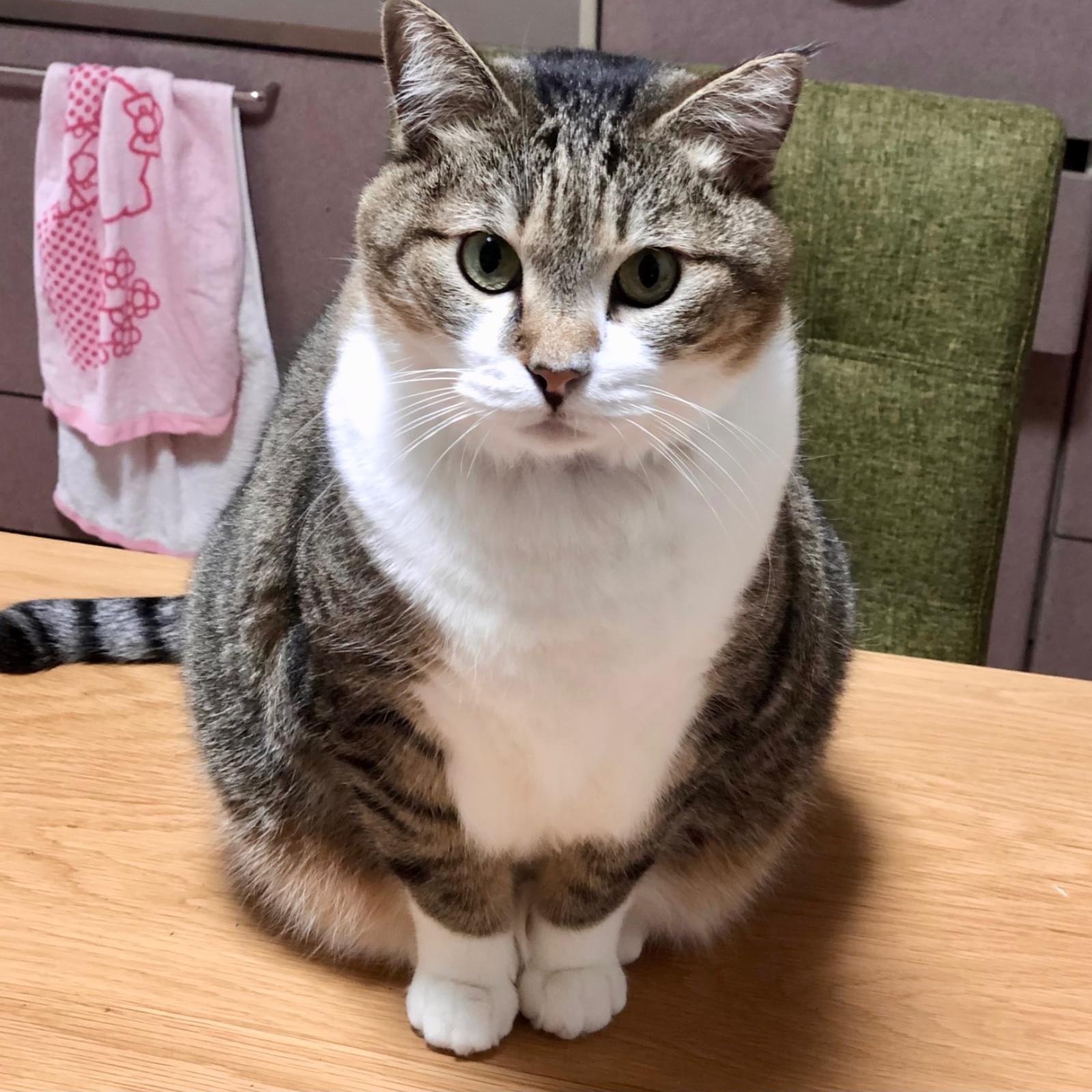 大きめのキジ白猫を探しています。