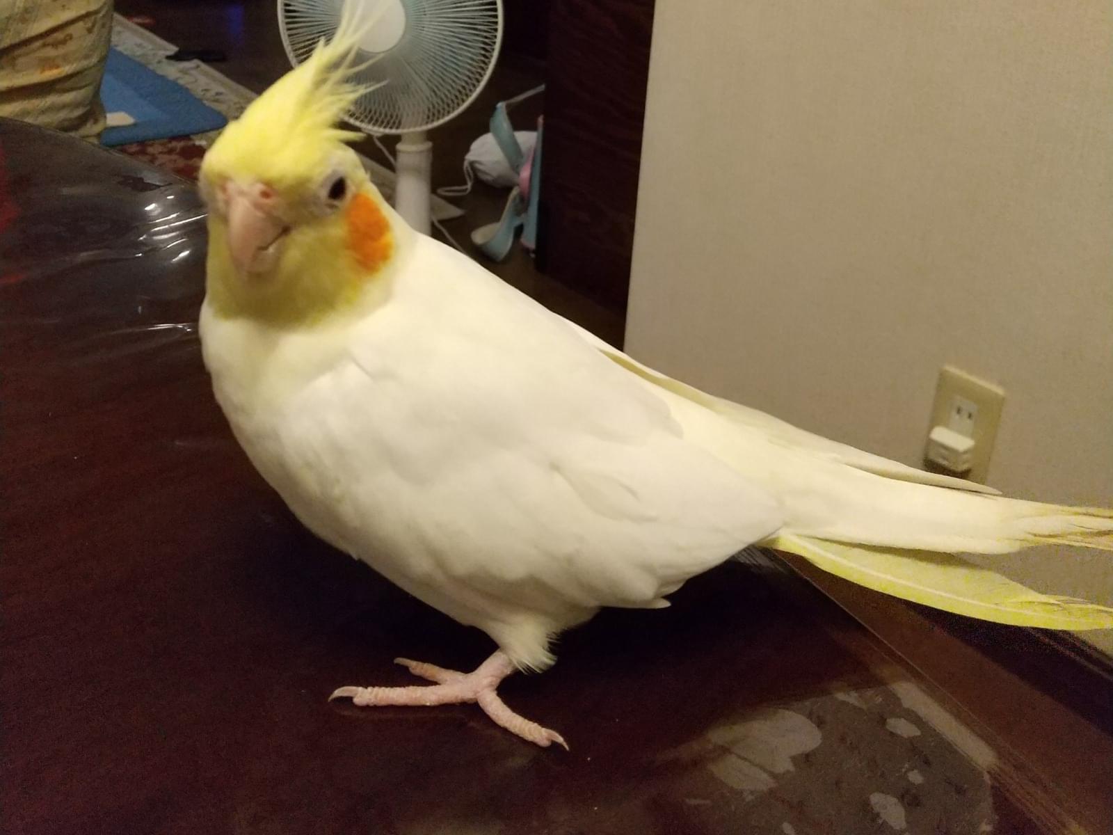 ポポちゃん ポポちゃん