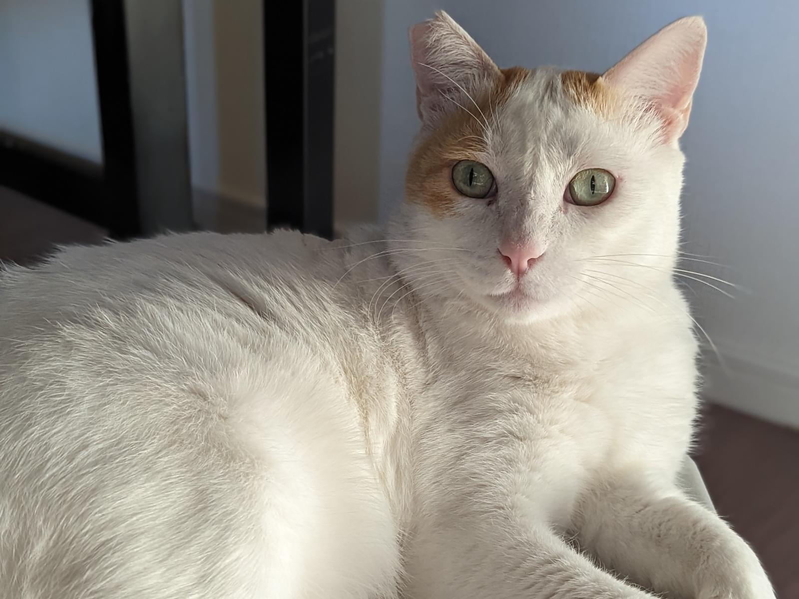 きなこちゃん