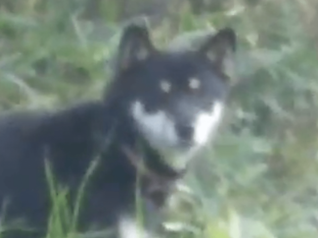 目撃された犬 目撃された犬