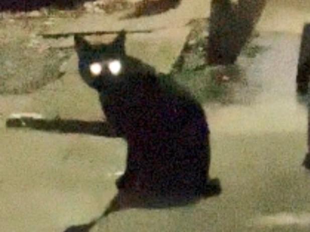 目撃された猫 目撃された猫