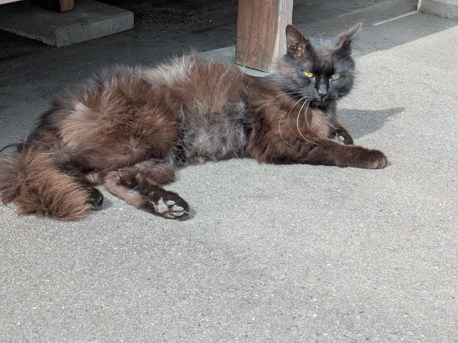 目撃された猫 目撃された猫