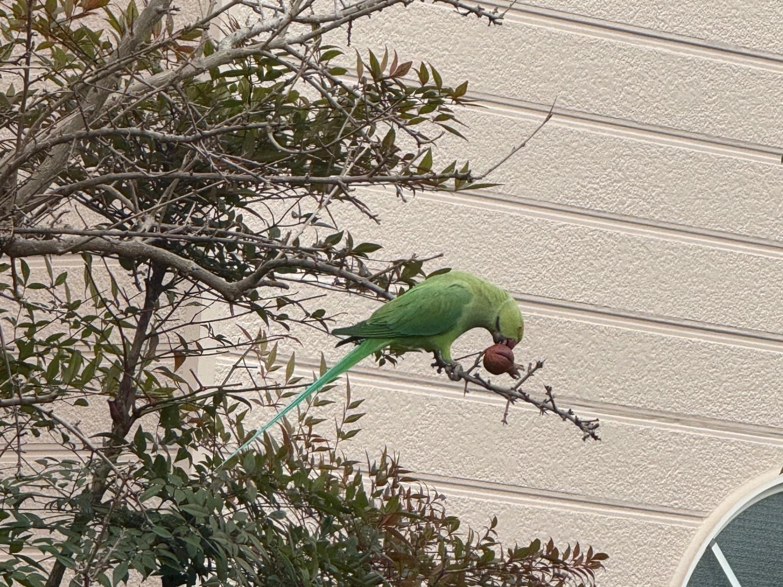 目撃された鳥 目撃された鳥