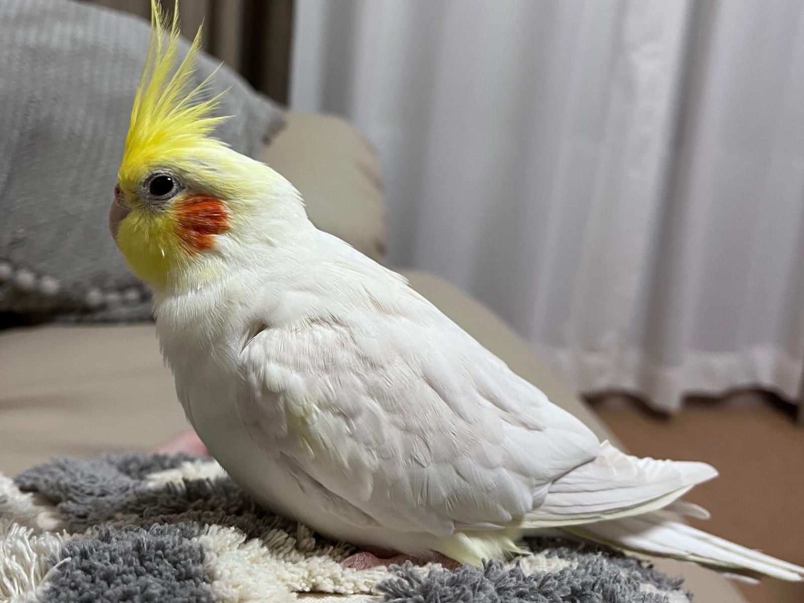 はなびちゃん はなびちゃん