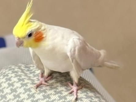 ロールちゃん ロールちゃん