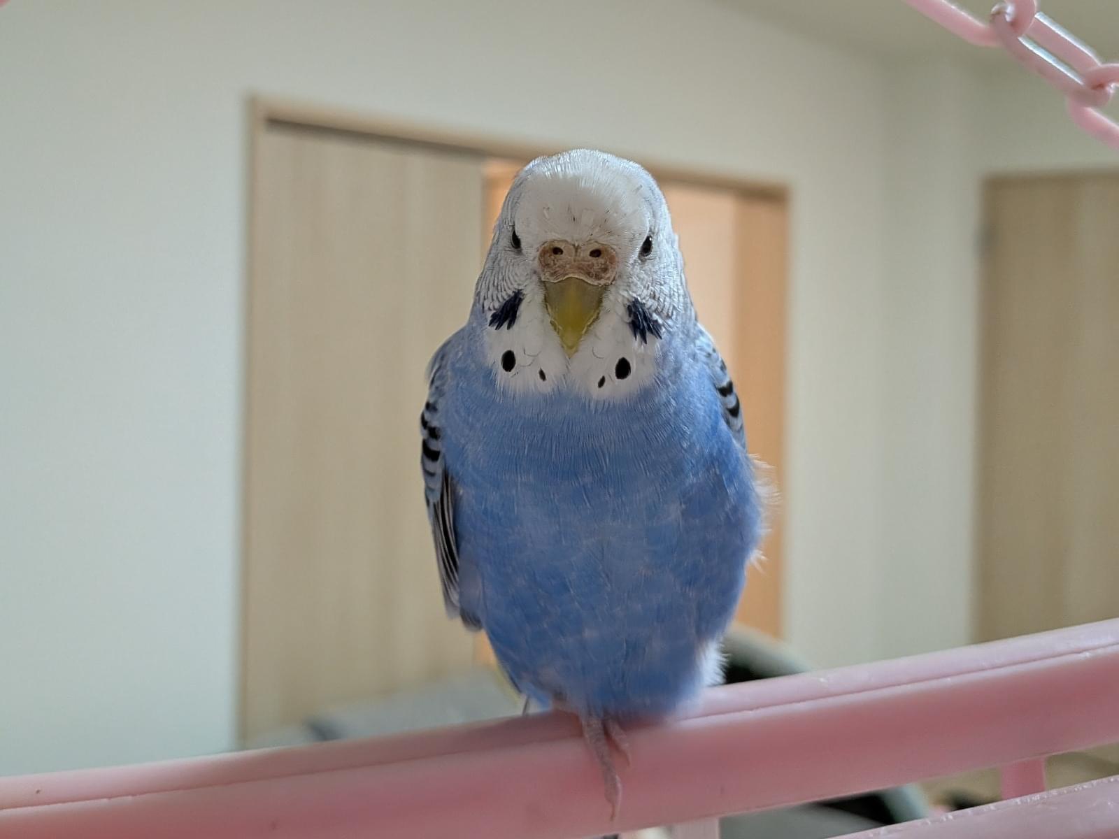 てつまるちゃん