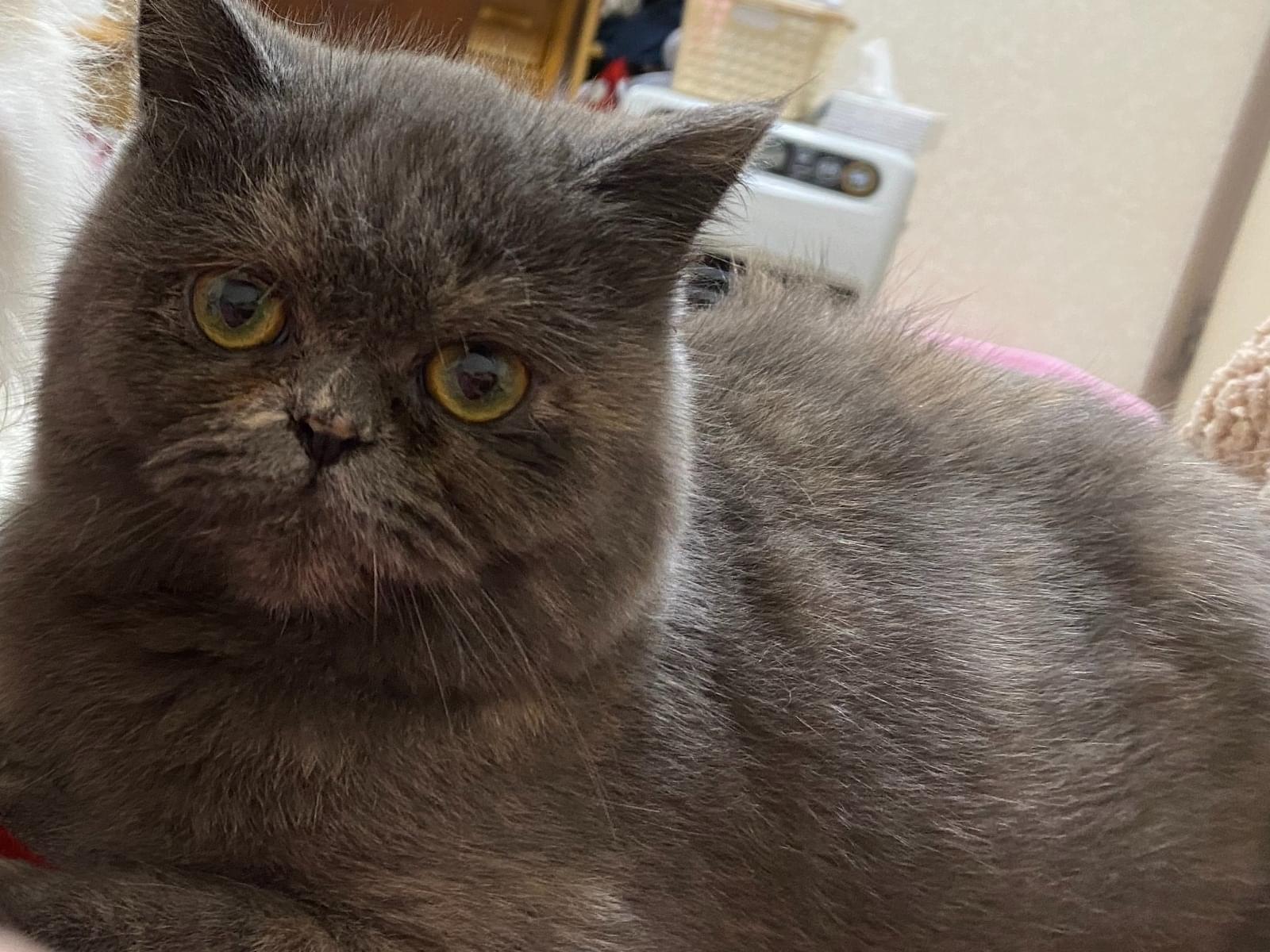 ココちゃん ココちゃん