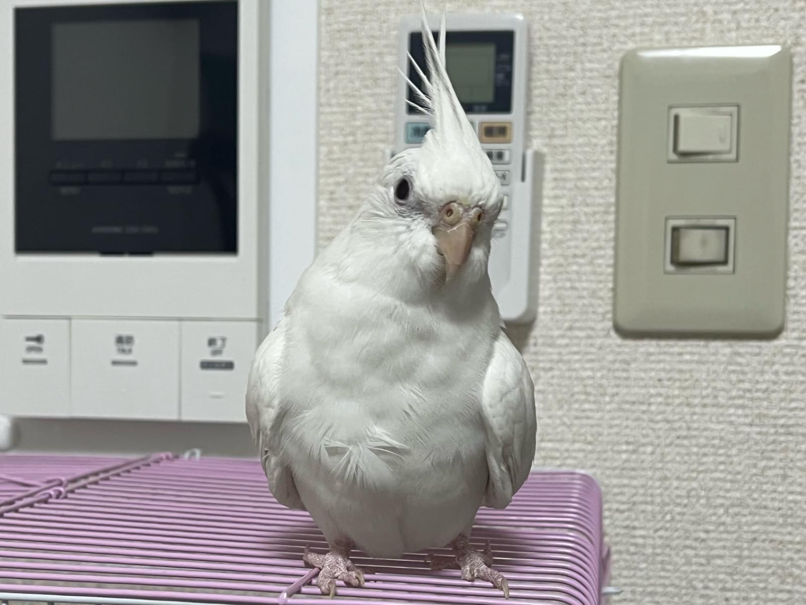 ふくちゃん ふくちゃん