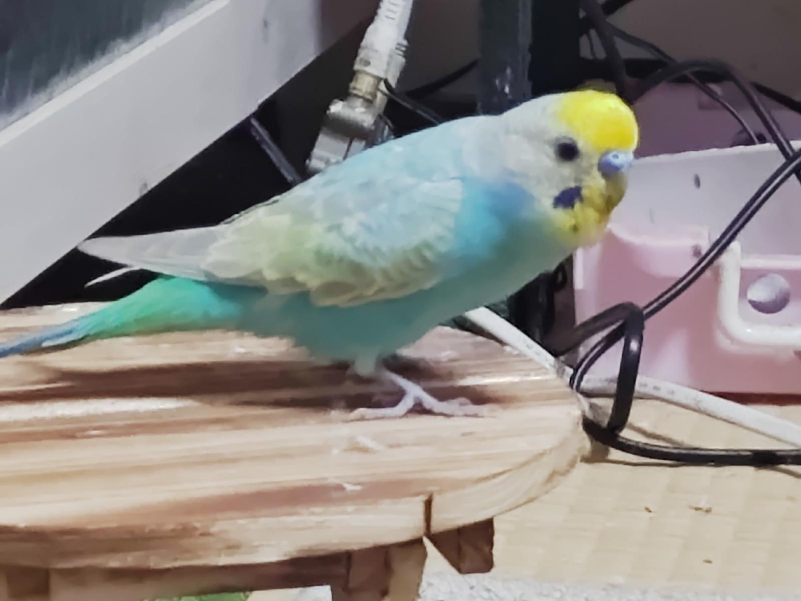 ココちゃん ココちゃん