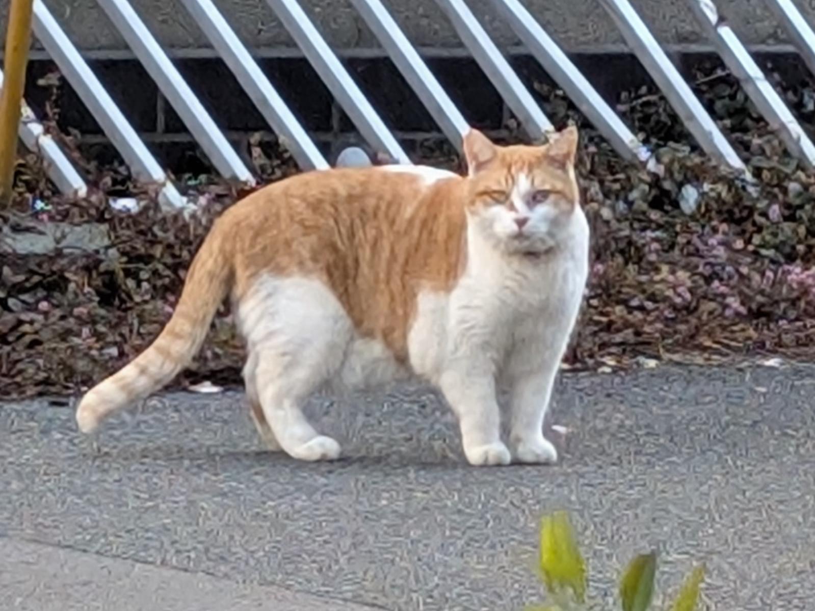 目撃された猫 目撃された猫