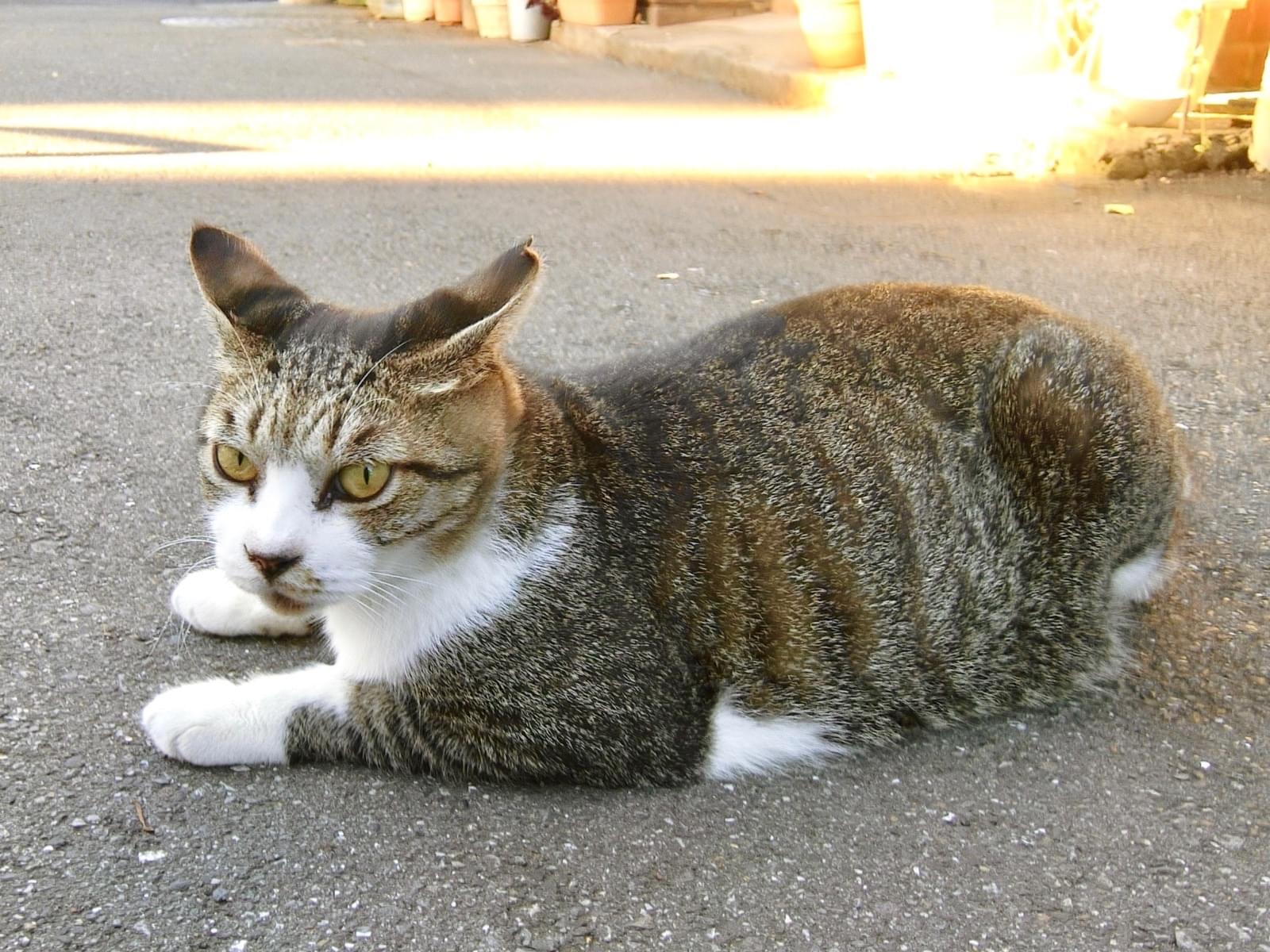 ながおちゃん ながおちゃん