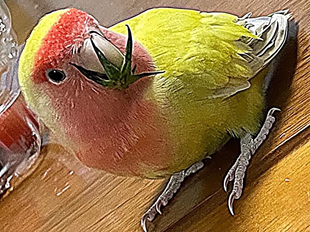 きぃちゃん きぃちゃん