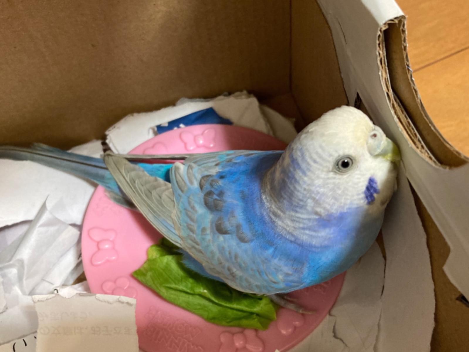 保護された鳥 保護された鳥