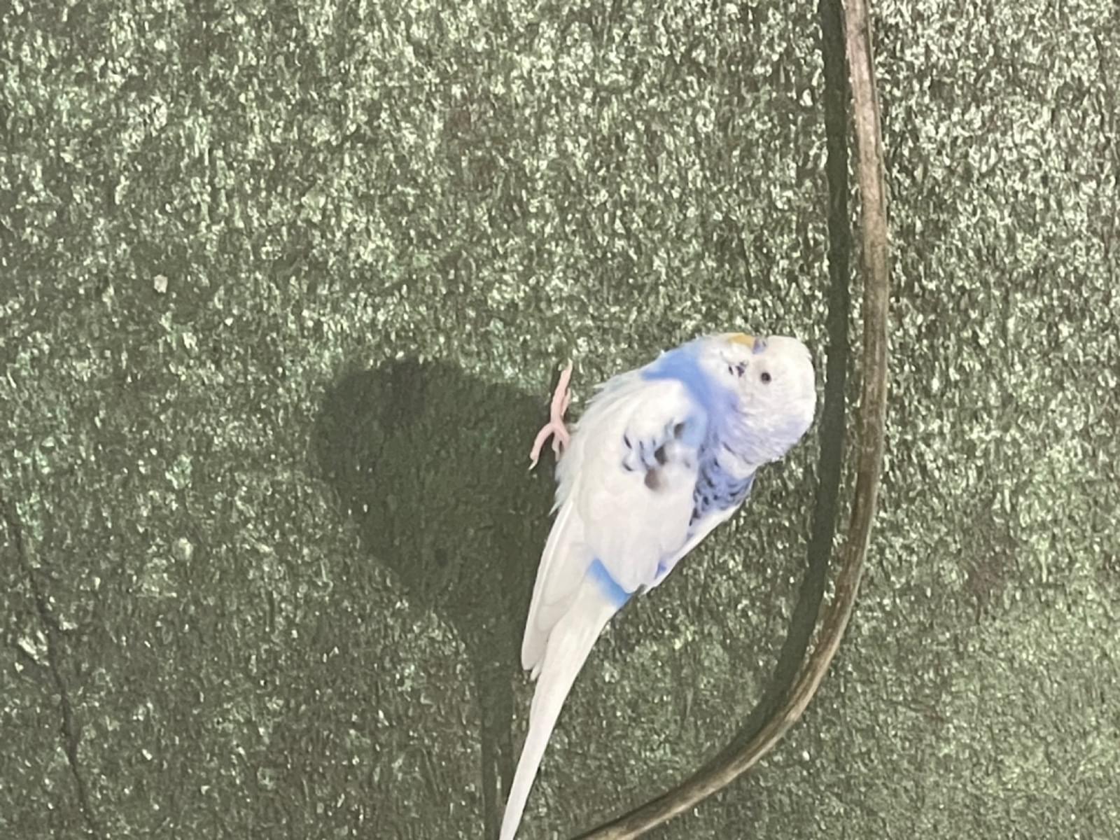 目撃された鳥 目撃された鳥