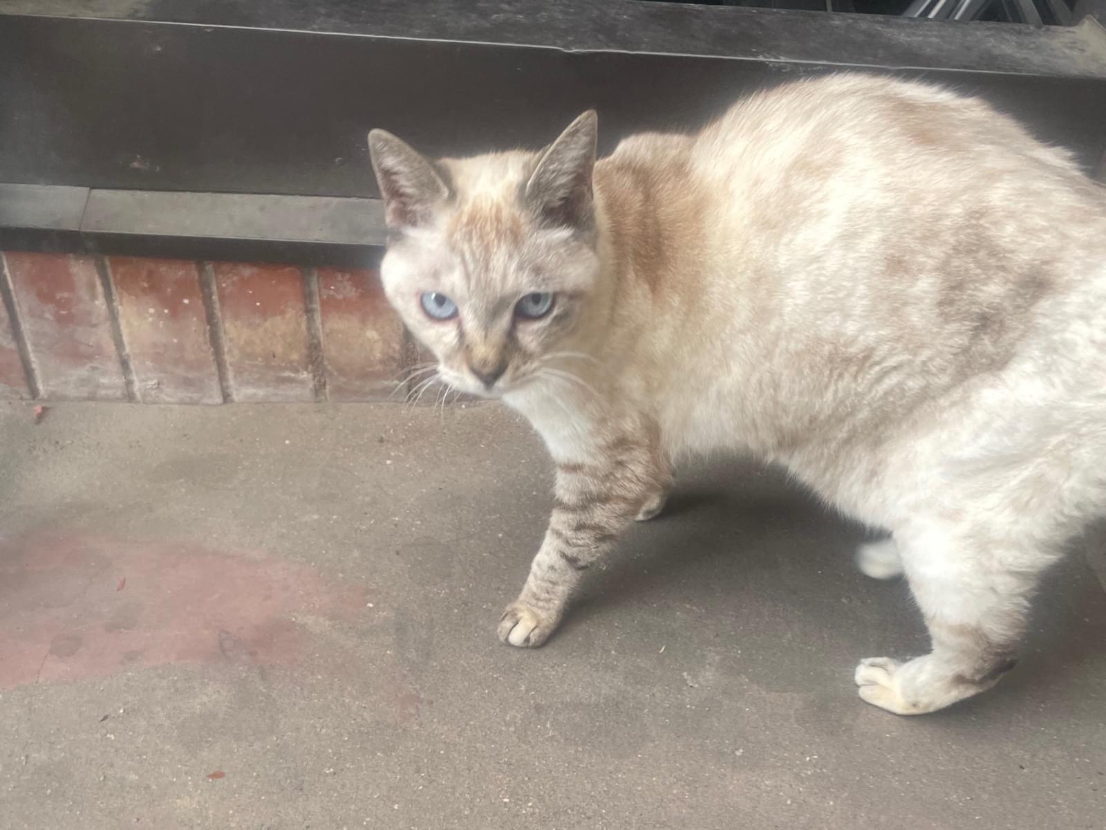 目撃された猫 目撃された猫