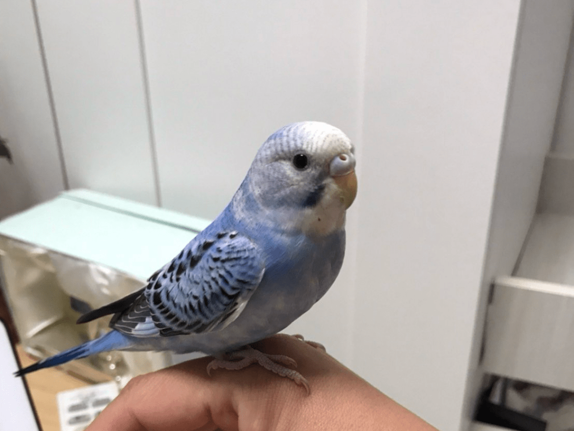 ぴーちゃん ぴーちゃん
