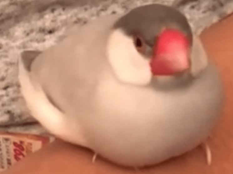 ピーちゃん ピーちゃん
