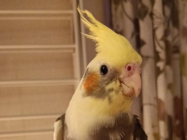 すあまちゃん すあまちゃん