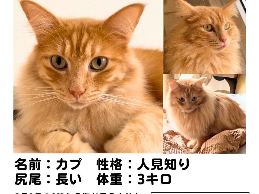 カプちゃん カプちゃん