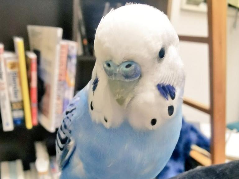 保護された鳥 保護された鳥