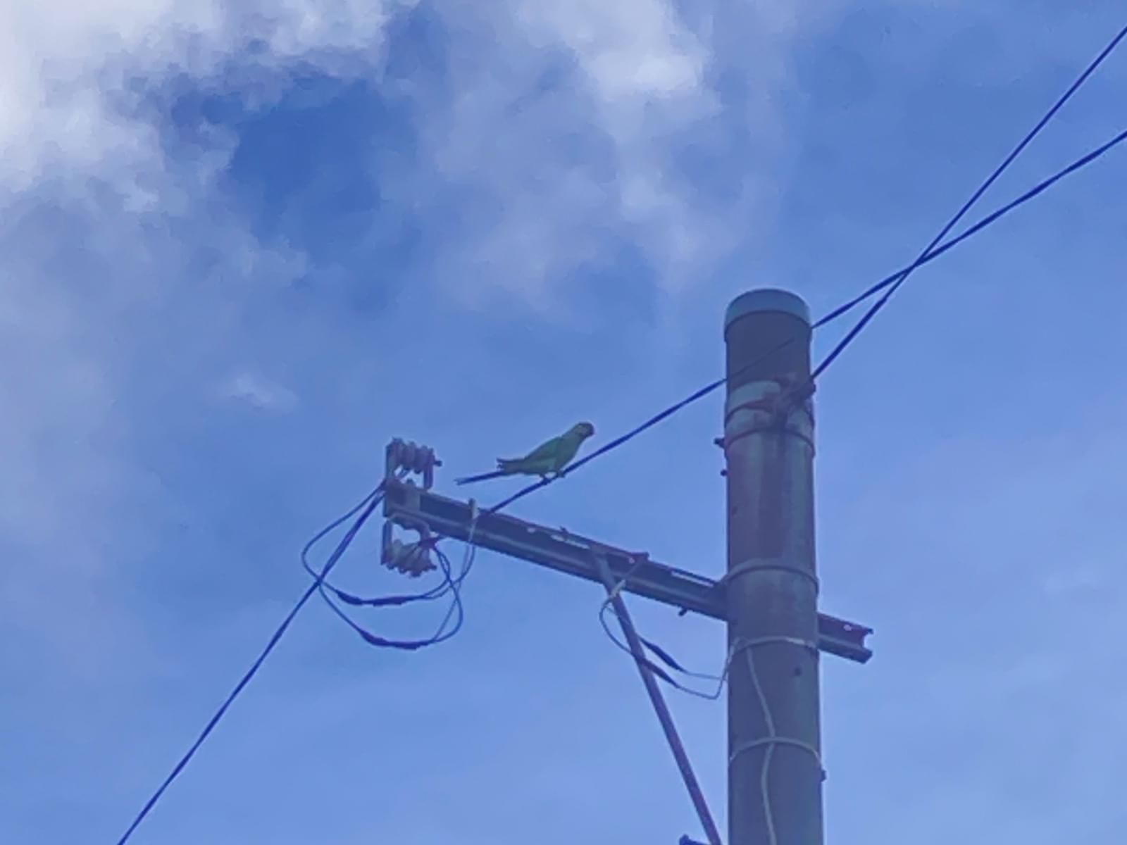 目撃された鳥 目撃された鳥